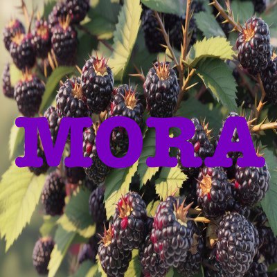 Concentradosmora